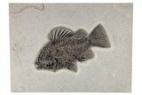 Fossil Fish (Priscacara) - Top Quality Specimen! #206441-1